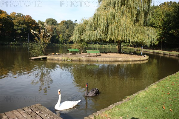 France, Haute Normandie, Seine Maritime, pays de bray, forges les eaux, promenade du bois de l'epinay, etang, plan d'eau, cygne noir et cygne blanc,