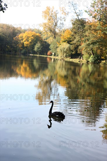 France, Haute Normandie, Seine Maritime, pays de bray, forges les eaux, parc du casino, cygne noir,