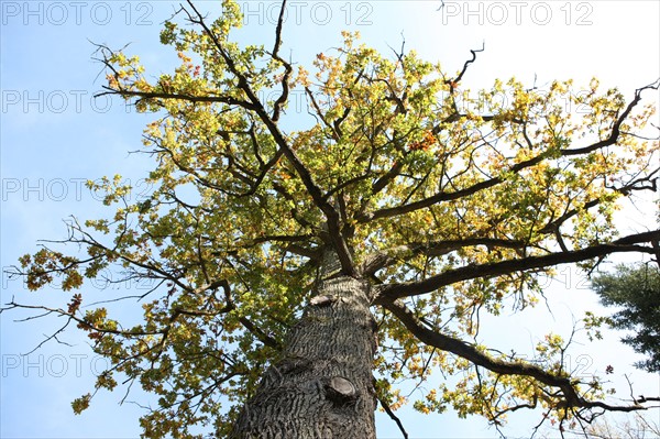 France, Haute Normandie, Seine Maritime, pays de bray, forges les eaux, arbre et branches, parc du casino