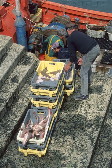 France, Bretagne, Finistere sud, pays bigouden, le guilvinec, port de peche, retour de peche marins, langoustines,