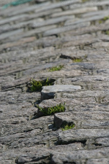 France, Basse Normandie, Manche, Cotentin, Cherbourg, bassin du commerce, detail du sol pave, fissure, vegetation,