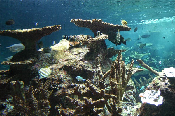 France, Basse Normandie, Manche, Cotentin, Cherbourg, Cite de la Mer
aquarium recreant la faune d'une faille tropicale, poissons,