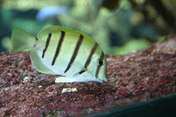 France, Basse Normandie, Manche, Cotentin, Cherbourg, Cite de la Mer
aquarium recreant la faune d'une faille tropicale, poissons,