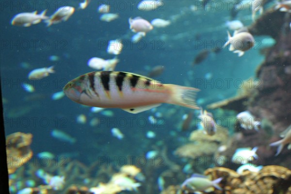 France, Basse Normandie, Manche, Cotentin, Cherbourg, Cite de la Mer
aquarium recreant la faune d'une faille tropicale, poissons,