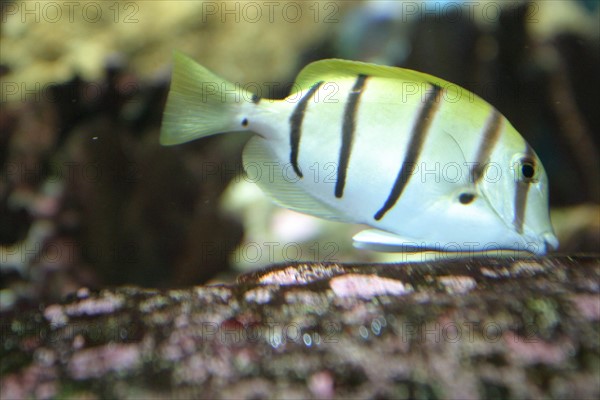 France, Basse Normandie, Manche, Cotentin, Cherbourg, Cite de la Mer
aquarium recreant la faune d'une faille tropicale, poissons,