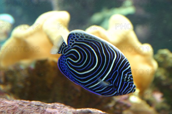 France, Basse Normandie, Manche, Cotentin, Cherbourg, Cite de la Mer
aquarium recreant la faune d'une faille tropicale, poissons,