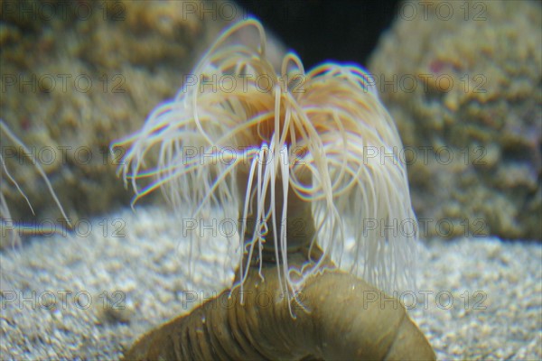 France, Basse Normandie, Manche, Cotentin, Cherbourg, Cite de la Mer
aquarium recreant la faune d'une faille tropicale, poissons,