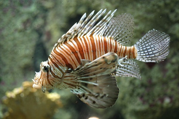 France, Basse Normandie, Manche, Cotentin, Cherbourg, Cite de la Mer
aquarium recreant la faune d'une faille tropicale, poissons,