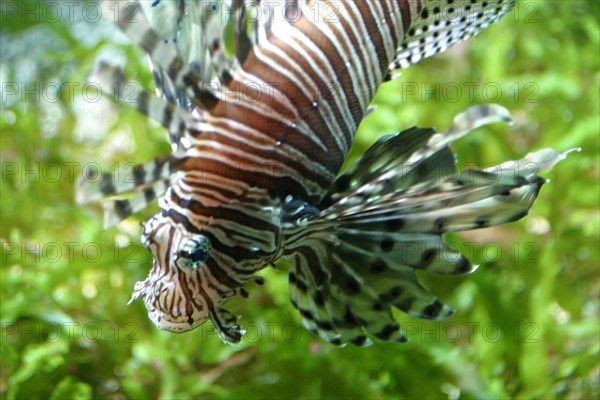 France, Basse Normandie, Manche, Cotentin, Cherbourg, Cite de la Mer
aquarium recreant la faune d'une faille tropicale, poissons,