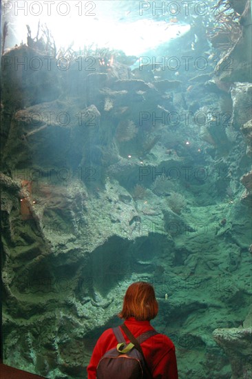 France, Basse Normandie, Manche, Cotentin, Cherbourg, Cite de la Mer
aquarium recreant la faune d'une faille tropicale, poissons,