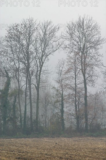 France, Haute Normandie, Seine Maritime, vallee de la Seine, val de la haye, hiver, arbres morts, champ laboure,