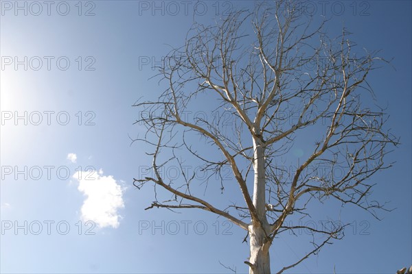 France, Haute Normandie, Seine Maritime, vallee de la Seine, arbre mort a proximite du pont de Normandie, ciel nuageux,