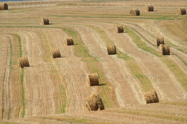 France, Basse Normandie, orne, perche, champ de ble mur, cereales,