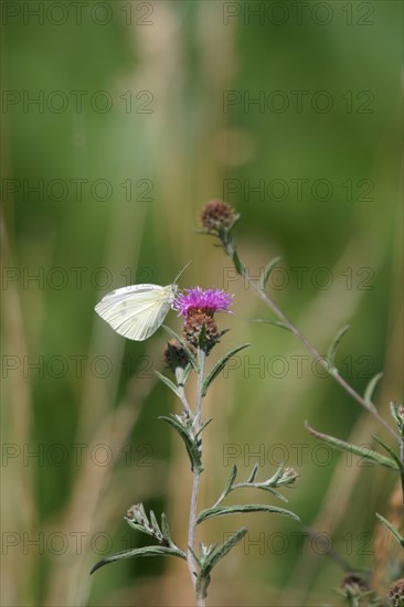 France, Basse Normandie, Manche, pays de saint lo, conde sur vire, roches de ham, paysage, nature, papillon sur ne fleur,