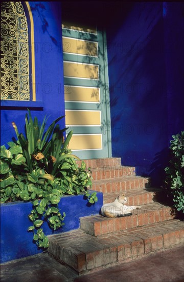 Afrique, maroc, marrakech, Villa Majorelle, art deco, jardin, maison, chat,