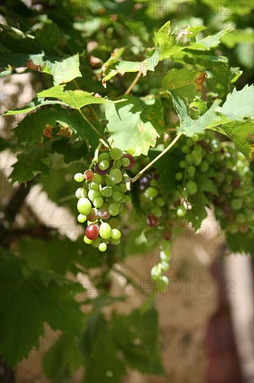 France, languedoc roussillon, gard, uzes, ruelle, vieille ville, habitat traditionnel, quartier medieval, vigne, raisin,