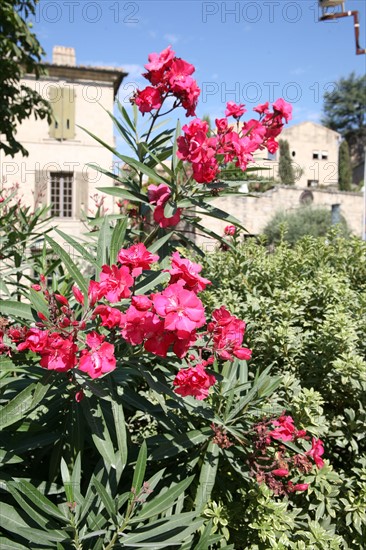 France, languedoc roussillon, gard, uzes, laurier rose, fleurs,