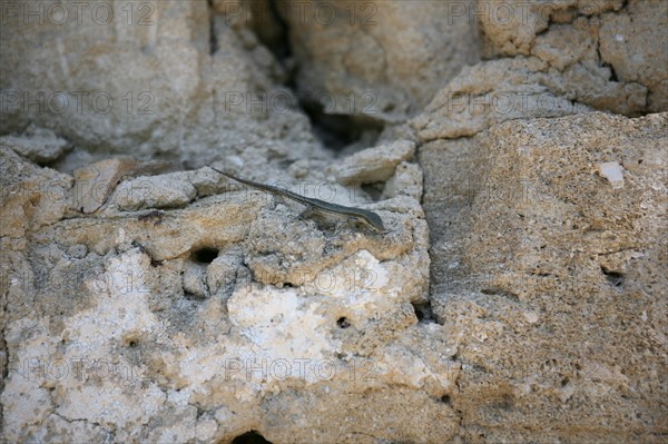 France, languedoc roussillon, gard, uzes, jardin medieval, petit lezard dans la pierre,