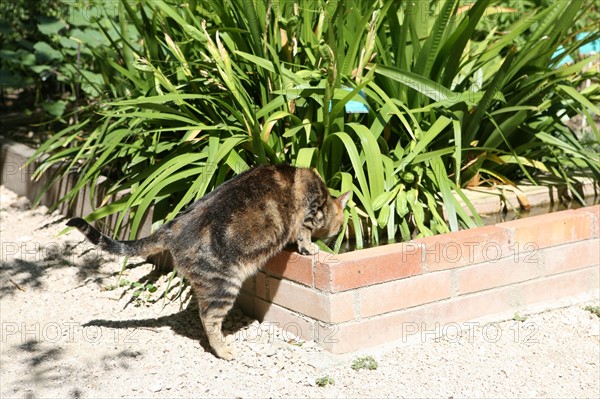 France, languedoc roussillon, gard, uzes, jardin medieval, chat,