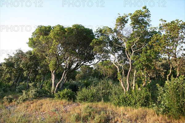 France, languedoc roussillon, gard, chemin de grande randonnee, au dessus des gorges du Gardon GR 6, entre Sanilhac sagries et Collias, garrigue, arbres,