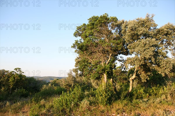 France, languedoc roussillon, gard, chemin de grande randonnee, au dessus des gorges du Gardon GR 6, entre Sanilhac sagries et Collias, garrigue, arbres,