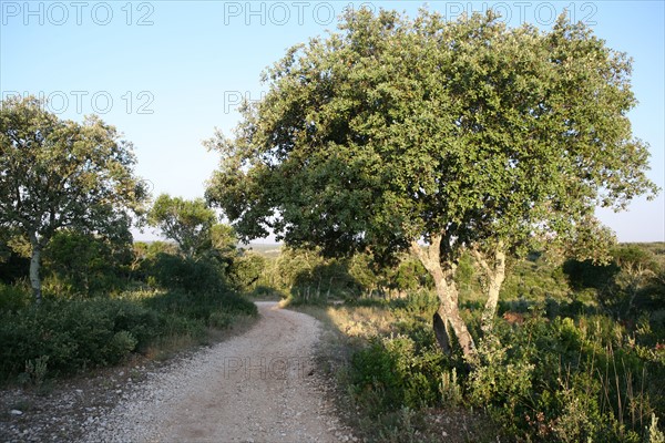 France, languedoc roussillon, gard, chemin de grande randonnee, au dessus des gorges du Gardon GR 6, entre Sanilhac sagries et Collias, garrigue, arbres,