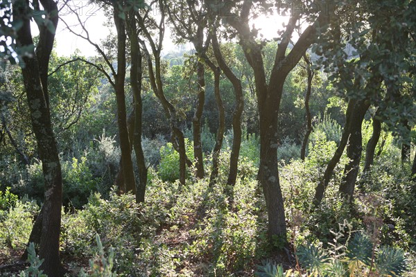 France, languedoc roussillon, gard, chemin de grande randonnee, au dessus des gorges du Gardon GR 6, entre Sanilhac sagries et Collias, garrigue, arbres, panorama,