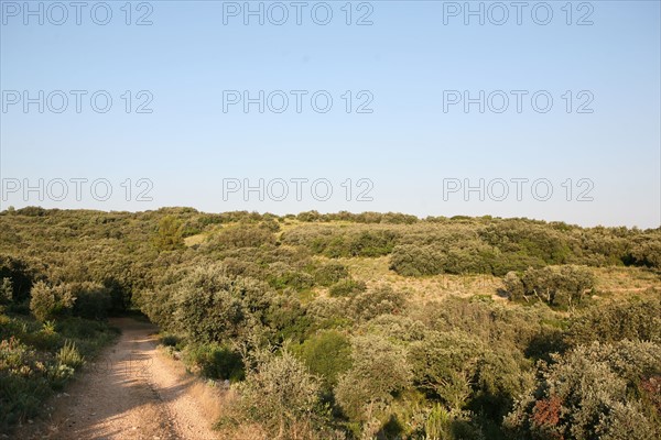 France, languedoc roussillon, gard, chemin de grande randonnee, au dessus des gorges du Gardon GR 6, entre Sanilhac sagries et Collias, garrigue, arbres, panorama,