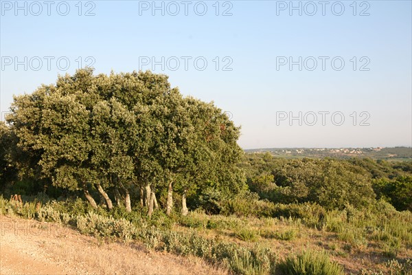 France, languedoc roussillon, gard, chemin de grande randonnee, au dessus des gorges du Gardon GR 6, entre Sanilhac sagries et Collias, garrigue, arbres, panorama,