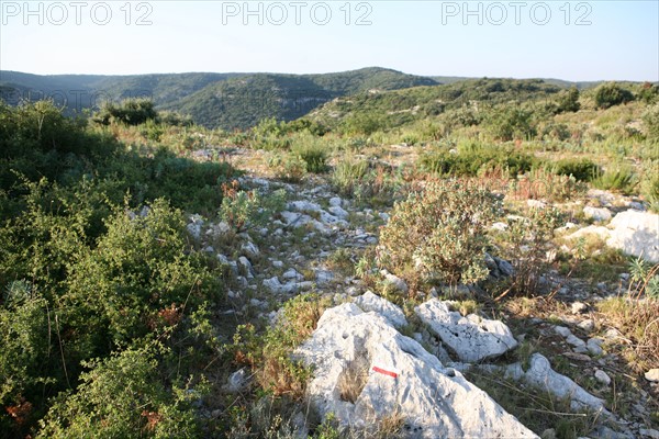 France, languedoc roussillon, gard, chemin de grande randonnee, au dessus des gorges du Gardon GR 6, entre Sanilhac sagries et Collias, garrigue, arbres, panorama,