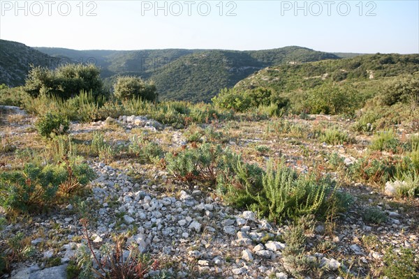 France, languedoc roussillon, gard, chemin de grande randonnee, au dessus des gorges du Gardon GR 6, entre Sanilhac sagries et Collias, garrigue, arbres, panorama,