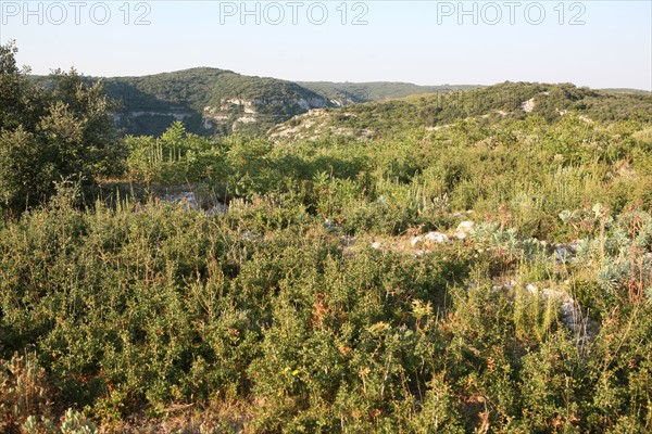 France, languedoc roussillon, gard, chemin de grande randonnee, au dessus des gorges du Gardon GR 6, entre Sanilhac sagries et Collias, garrigue, arbres, panorama,