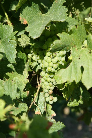 France, languedoc roussillon, gard, collias, vignobles autour de collias, proche du pont du Gard, raisin, vin, vigne