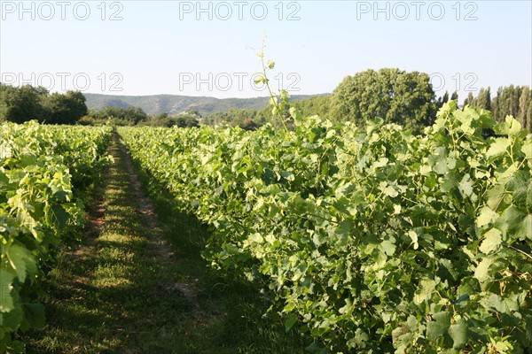 France, languedoc roussillon, gard, collias, vignobles autour de collias, proche du pont du Gard, raisin, vin, vigne