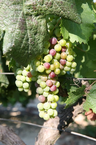 France, languedoc roussillon, gard, collias, vignobles autour de collias, proche du pont du Gard, raisin, vin, vigne