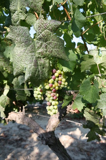 France, languedoc roussillon, gard, collias, vignobles autour de collias, proche du pont du Gard, raisin, vin, vigne