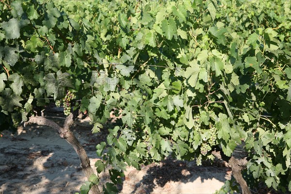 France, languedoc roussillon, gard, collias, vignobles autour de collias, proche du pont du Gard, raisin, vin, vigne