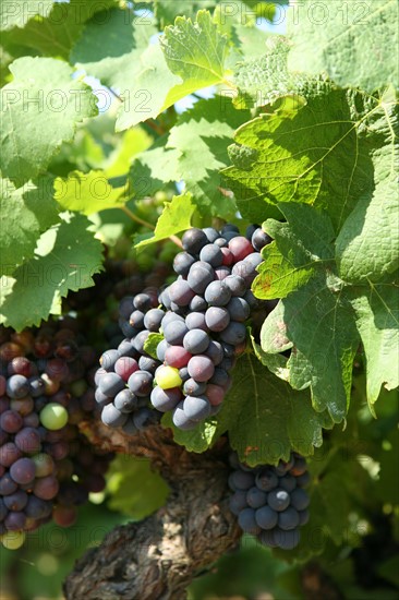 France, languedoc roussillon, gard, collias, vignobles autour de collias, proche du pont du Gard, raisin, vin, vigne