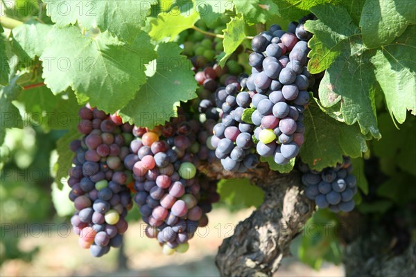 France, languedoc roussillon, gard, collias, vignobles autour de collias, proche du pont du Gard, raisin, vin, vigne