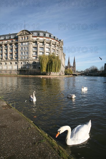 France, alsace, bas rhin, strasbourg, croisiere fluviale sur l'Ill pendant la periode des marches de noel, maisons sur les quais, habitat traditionnel, pres du palais de rohan, cygnes,