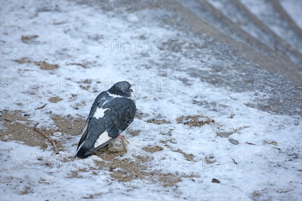 France, snow