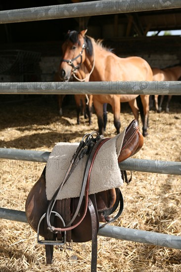 France, picardie, somme, beauchamp, frontiere avec la Normandie, pays de la bresle maritime, centre equestre du lieu dieu, sport equestre, equitation, loisirs, cheval, cavalier,