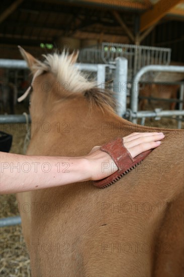 France, picardie, somme, beauchamp, frontiere avec la Normandie, pays de la bresle maritime, centre equestre du lieu dieu, sport equestre, equitation, loisirs, cheval, cavalier,