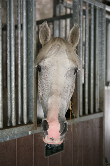 France, picardie, somme, beauchamp, frontiere avec la Normandie, pays de la bresle maritime, centre equestre du lieu dieu, sport equestre, equitation, loisirs, cheval, cavalier,