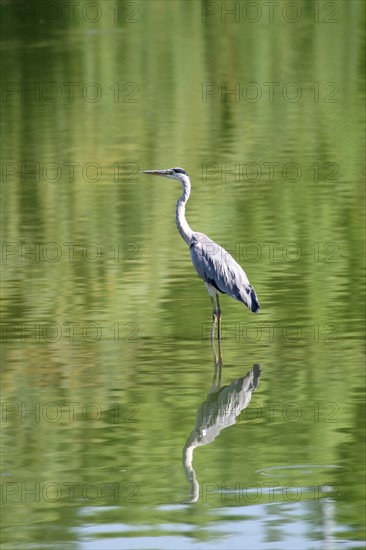 France, ile de france, essonne, massy, plan d'eau, heron cendre, oiseau migrateur, echassier, reflet dans l'eau,