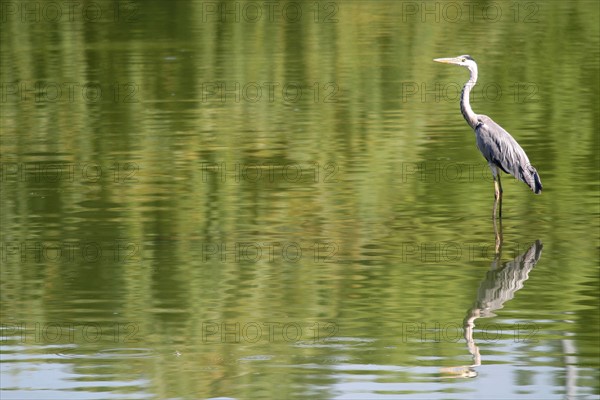 France, ile de france, essonne, massy, plan d'eau, heron cendre, oiseau migrateur, echassier, reflet dans l'eau,