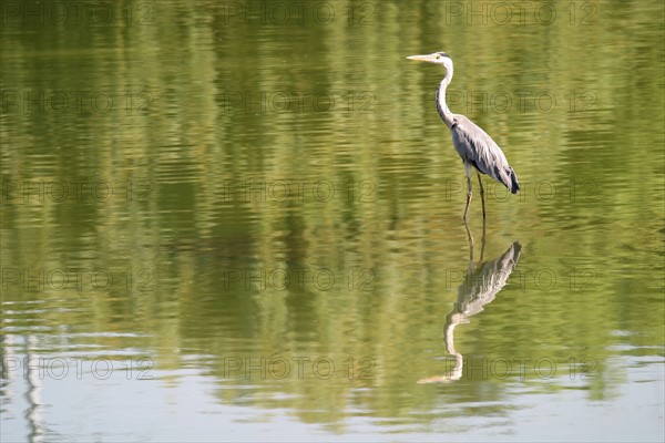 France, ile de france, essonne, massy, plan d'eau, heron cendre, oiseau migrateur, echassier, reflet dans l'eau,