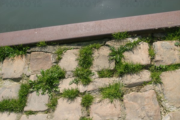 France, ile de france, val d'oise, la roche guyon, la seine, berges du fleuve, paves, vegetation, herbe,