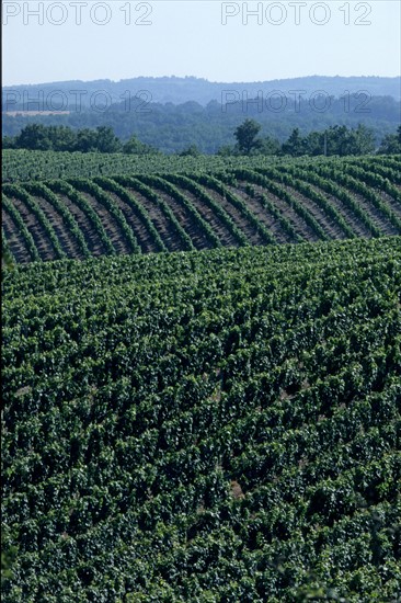 France, midi pyrenees, lot, quercy, cahors, vignoble, vin, paysage, panorama, agriculture, viticulture, vigne,