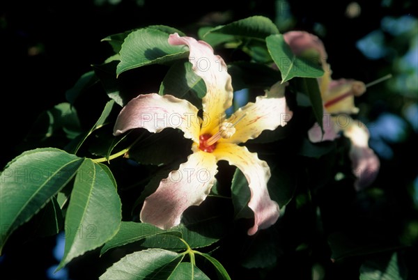 italy, flower